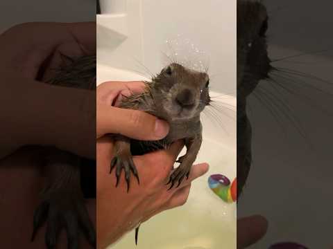 Time for a bath, Poppy! ??
