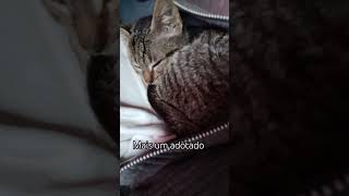 mais um gato adotado
