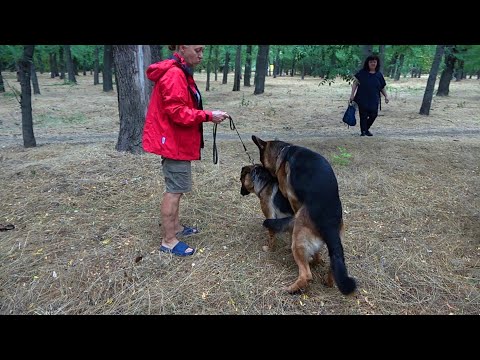Beautiful pair of German Shepherds Dakar and Cerri. Puppies are expected. Odessa.
