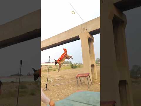Smart dog friendly #pets #vlog #animals 2#comedy#trending