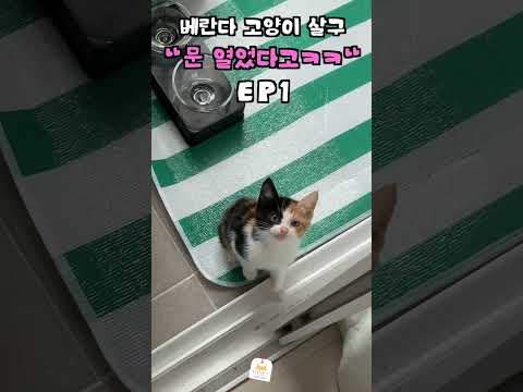 문 열라고 버럭하는 새끼 고양이에게 문을 열어줬더니? 베란다 아깽이 살구 EP1)