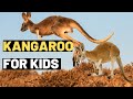 Kangaroo Facts and Trivia