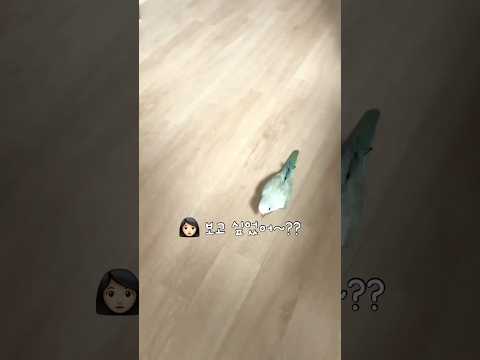 보고싶었다고 말하면서 오는건 처음이라 누나 감동🩵 #퀘이커앵무송꾸꾸