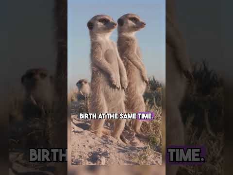 fascinating animal facts you were never meant to find out!