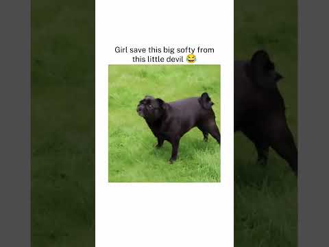 Big softy #pug #labrador #doglover #dogvideos #fyp #fypage #shorts