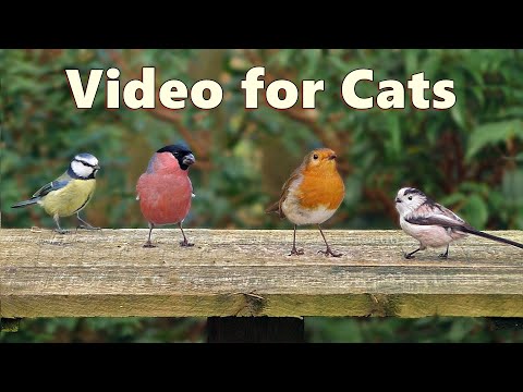 Birds for cats online to watch 8 hours