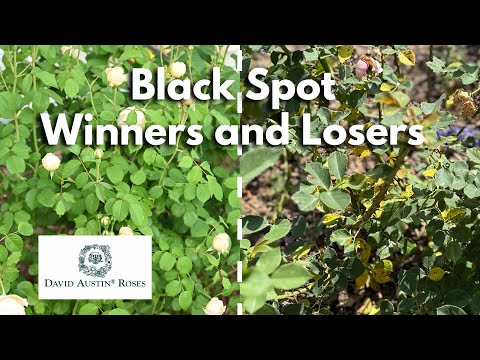 Top 5 Best and Worst David Austin Roses for Black Spot