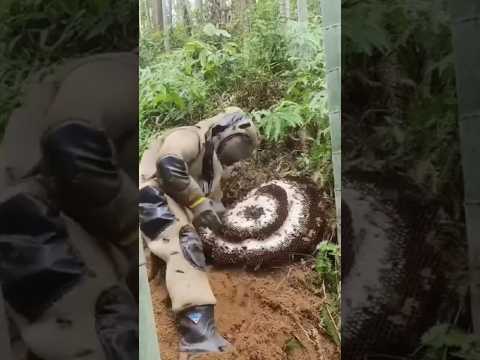 Hornet Nest Removal #shorts