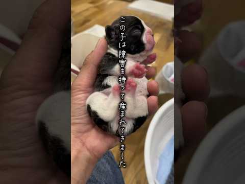この子は一体なんのために産まれてきたのか...。