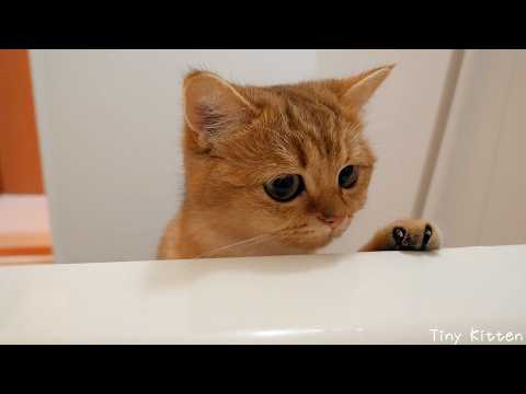 Cute cat that came to check on her while her owner was taking a bath...