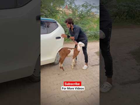 Bakri Choor #funnyvideo #comedy #billu_dgk_team #comedyfilms #funny #billudgk_funy_tiktok_video