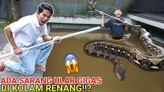 BERB4H4YA😱SAR4NG UL4R GIGAS SUDAH MULAI MENYEBAR SAMPE KEKOLAM RENANG?? | Mikael TubeHD