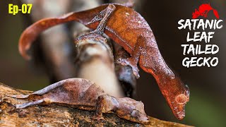 Satanic Leaf-Tailed Gecko-Master of Camouflage | Madagascar Unique Animals