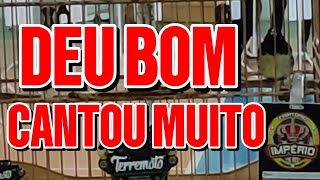 MEXIDA DA PRIMEIRA PUXADA PAPACAPIM TERREMOTO