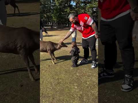 Don’t provoke the goat