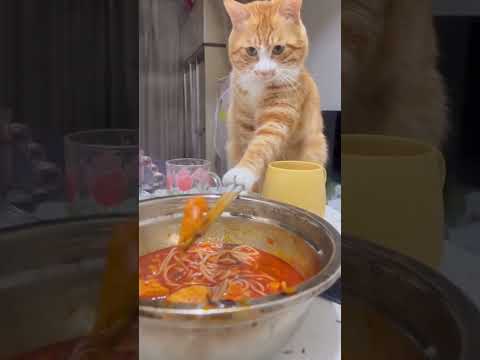 The cat’s too hungry 🐈🤣😂 #funny #cat