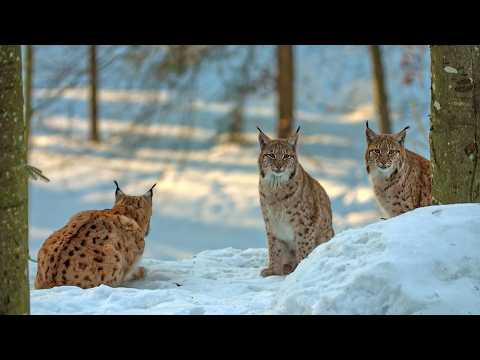 The Lynx: The Predator back in the Forest