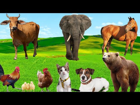 Amazing Animal Sounds - Cows, Horses, Elephants, Monkeys, Chickens, Dogs, Bears - Familiar Animals