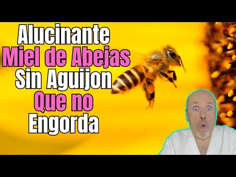 😱 ALUCINANTE MIEL DE ABEJAS SIN AGUIJON QUE APENAS ENGORDA 😱