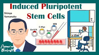 IPSC | Induced Pluripotent Stem Cells Explained in simple terms | Clinical application of iPSCs