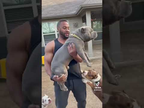 Santinos son Baloo!! Pocket bully