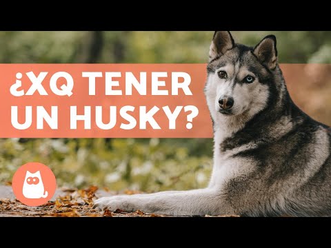 VENTAJAS de tener un HUSKY SIBERIANO 🐺 (Top 5 RAZONES)