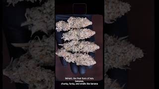 GROWING SEED TO HARVEST | ORGANIC HOLY BANANA'S #organicgardening