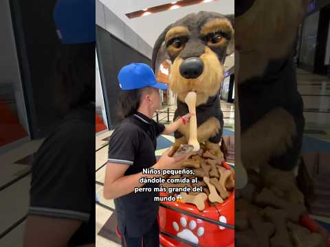 Niño pequeño, dándole comida al perro más grande del mundo😱