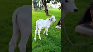 choti choti gaiya #shorts #gaiya #gaiyawala #gaiyamerigaiya cow videos cow videos #cow #cowvideos
