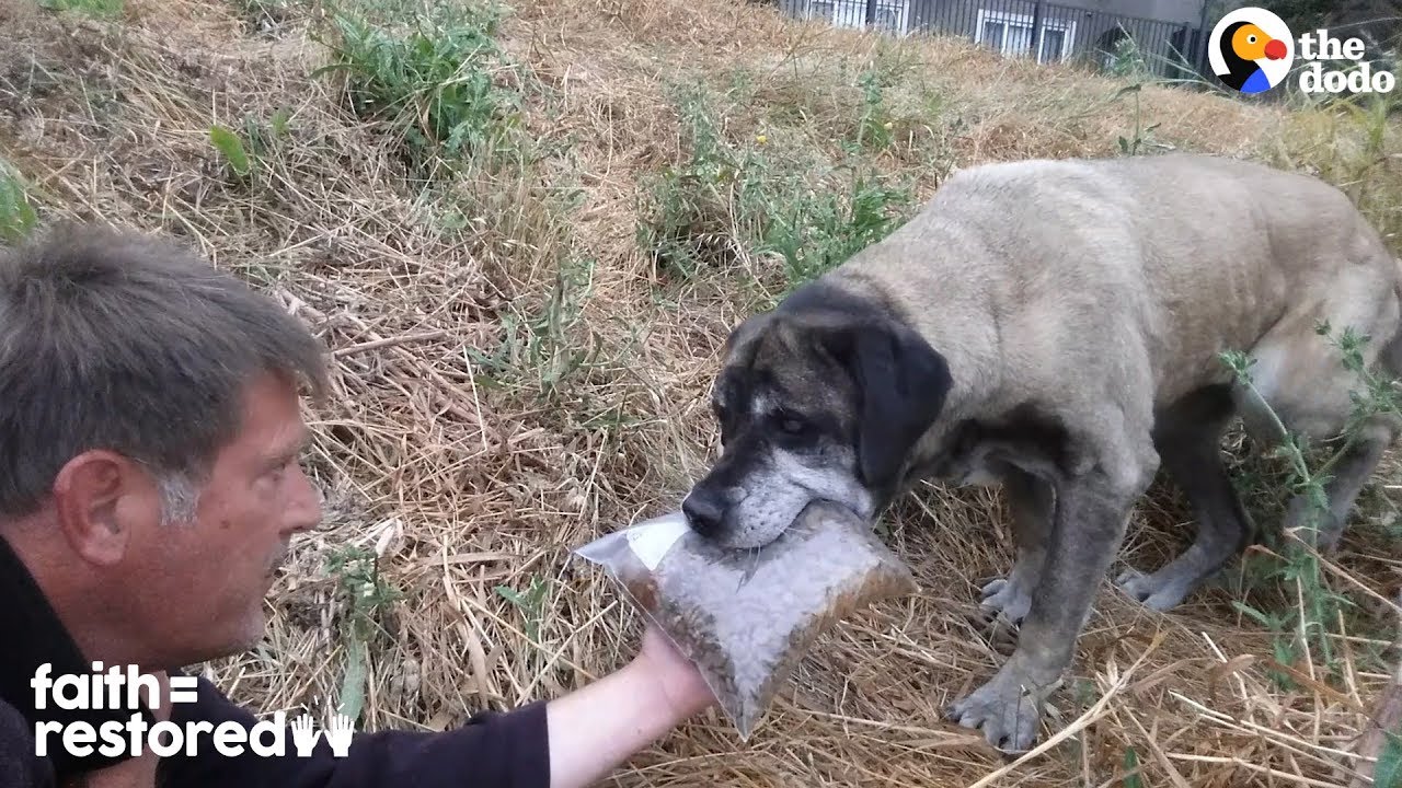 Woman Spends 3 Years Trying To Catch Stray Dog Faith = Restored