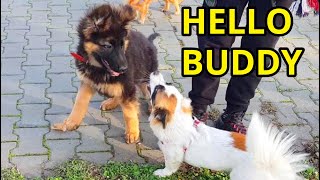 Puppy with New Friends - The Diary Evo the German Shepherd Dog Day 83