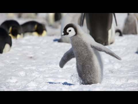 世界最大的企鵝家族~皇帝企鵝 - YouTube(3分20秒)