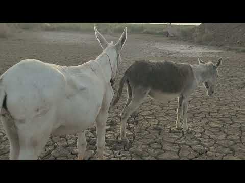 Коні Ваговози.Жеребець на Паровку.Привезли лошицю з Бачача.Коні Тернопільщини. 2025