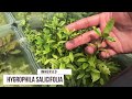 Understanding Immersed and Submerged Aquatic Plants