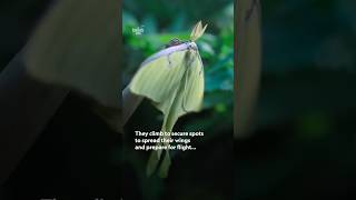 These luna moths have one week to make their mark 🌱🦋 #ARealBugsLife #NatGeoAnimals
