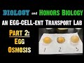 Osmosis Lab with Eggs