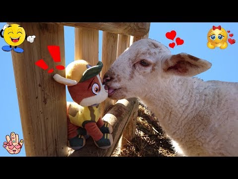 Esta OVEJA se ha ENAMORADO de Rubble! Patrulla Canina Parque divertido 2