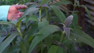PLANTAS SÃO COMUNS… ERVAS MEDICINAIS SÃO PODEROSAS – ENTENDA A DIFERENÇA