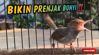 SEKALI PUTAR PRENJAK LANGSUNG BUNYI ‼️