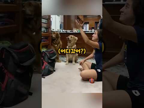 마술을 본 댕댕이들 반응
