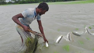 খুব সহজে বিলে থেকে কারেন্ট জাল দিয়ে খল্লা মাছ ধরা। rainy day fishing। Village fishing। Catching fish
