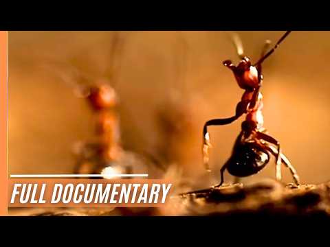 Animal building skills | Full Documentary