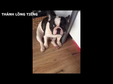 HẬU QUẢ SAU 2 NGÀY LỄ - THÁNH LỒNG TIẾNG | Tập 290 -  [Fb.com/lytukhangvn]