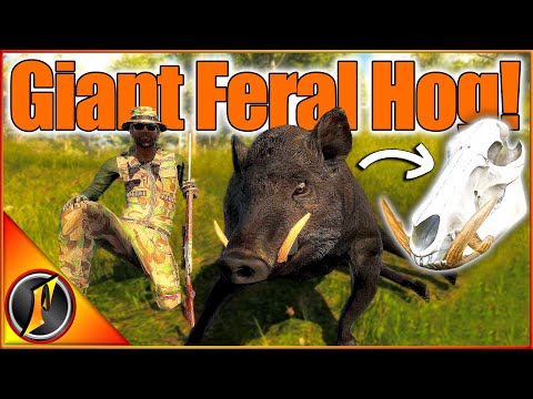 GIANT Feral Hog Skull Mount for Our Trophy Lodge! | theHunter Classic