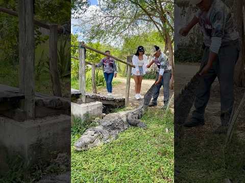 Granja de cocodrilos 🐊 mi peor fobia 😳