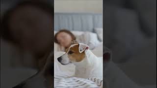 Jack Russell Terriers Are Excellent Cuddle Buddies