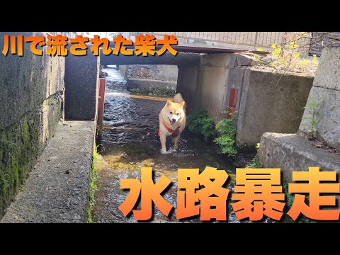自分を過信しすぎて流された柴犬。今では人が通れない水路を爆走する