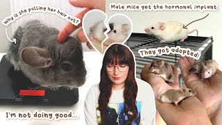I'm not doing good & Male mice get hormonal implants for first time | VLOG