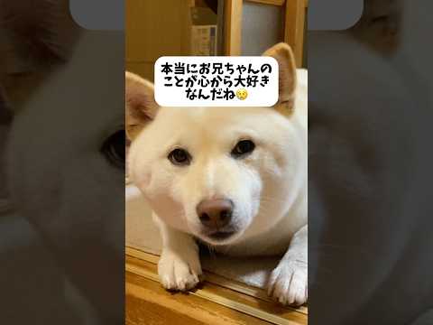 本当に心からお兄ちゃんが大好きなんだね😢 #shorts #柴犬 #犬 #dog