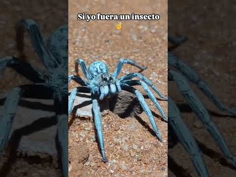 Si yo fuera una Araña 😅🤣😂